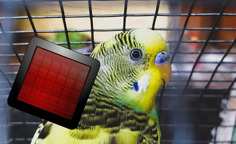 What Space Heaters are safe for Birds