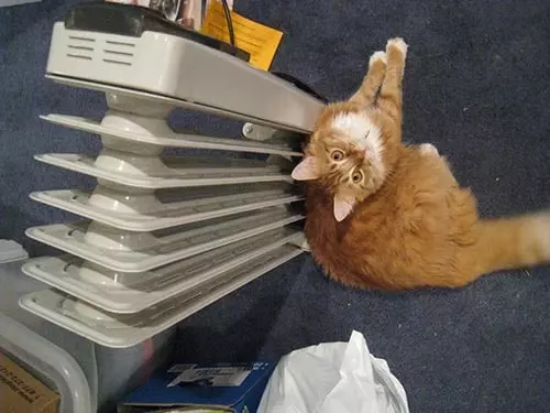 oil filled space heaters are safe for cats