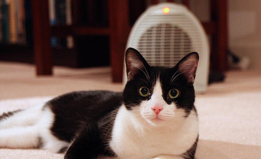 are space heaters safe for cats