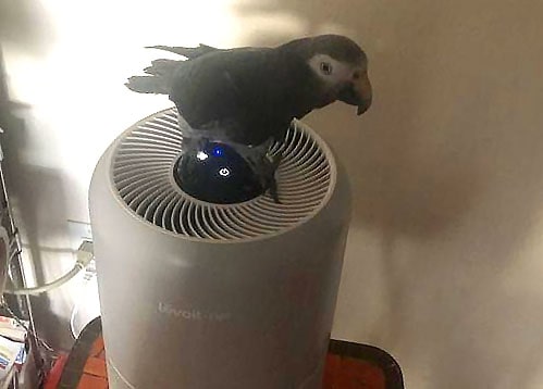 air purifier bird