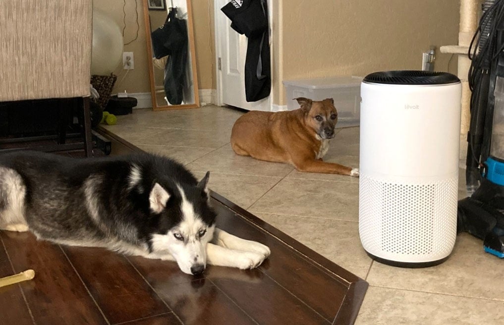 air purifier levoit pets dogs